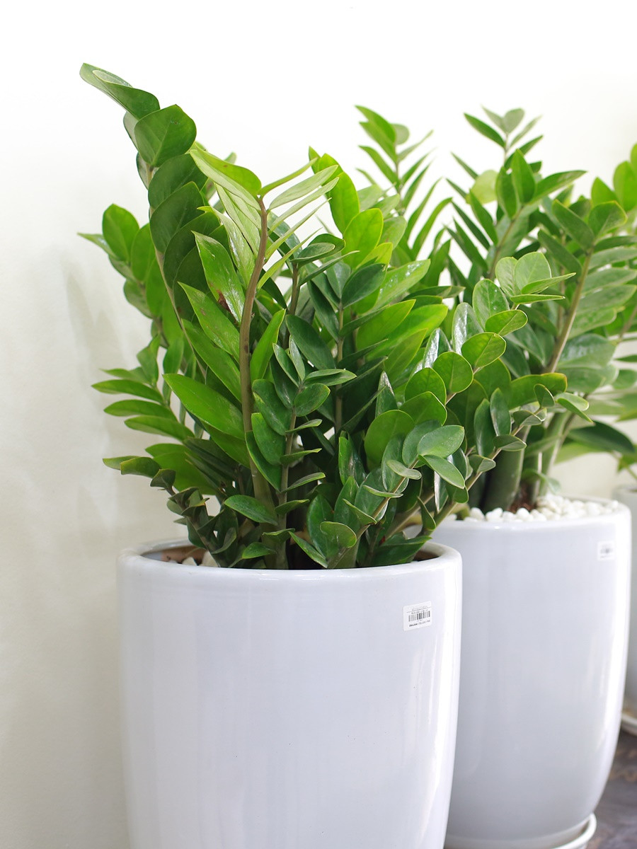 Một chậu hình ảnh cây kim tiền phổ biến trong nhà