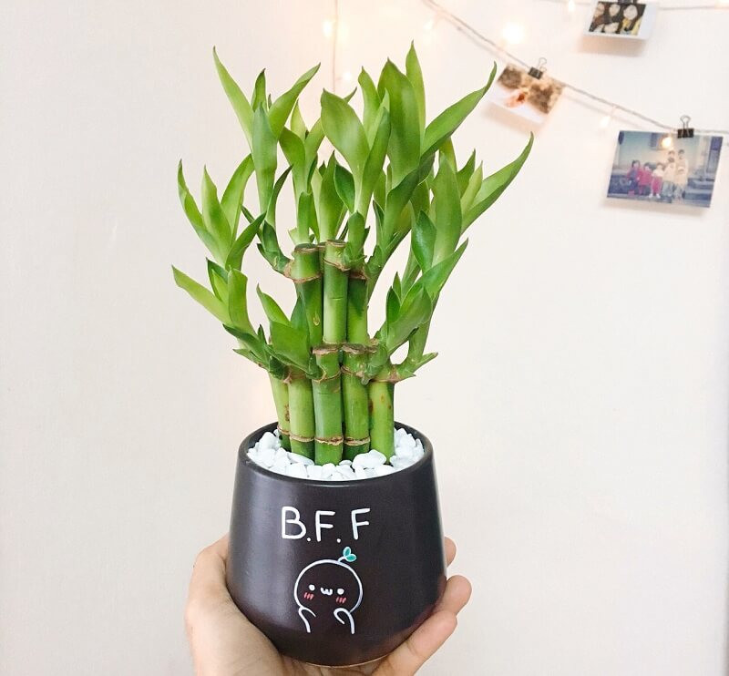 Các loại cây phát tài phát lộc mini để bàn