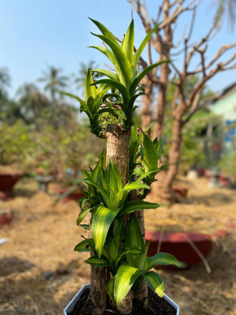 Các loại cây phát tài đều mang ý nghĩa tốt đẹp trong phong thủy