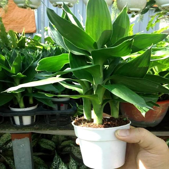 Một chậu cây phát tài trồng trong đất