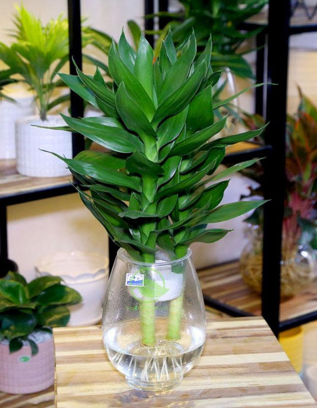Hình ảnh cây phát tài trồng thủy sinh đẹp mắt
