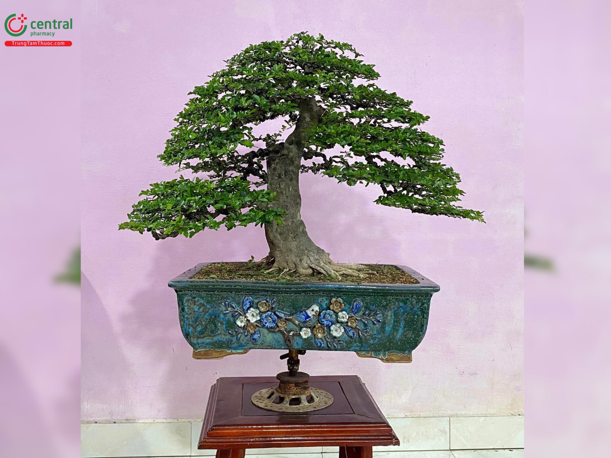 Cây Kim Quýt bonsai nhỏ trưng trong nhà