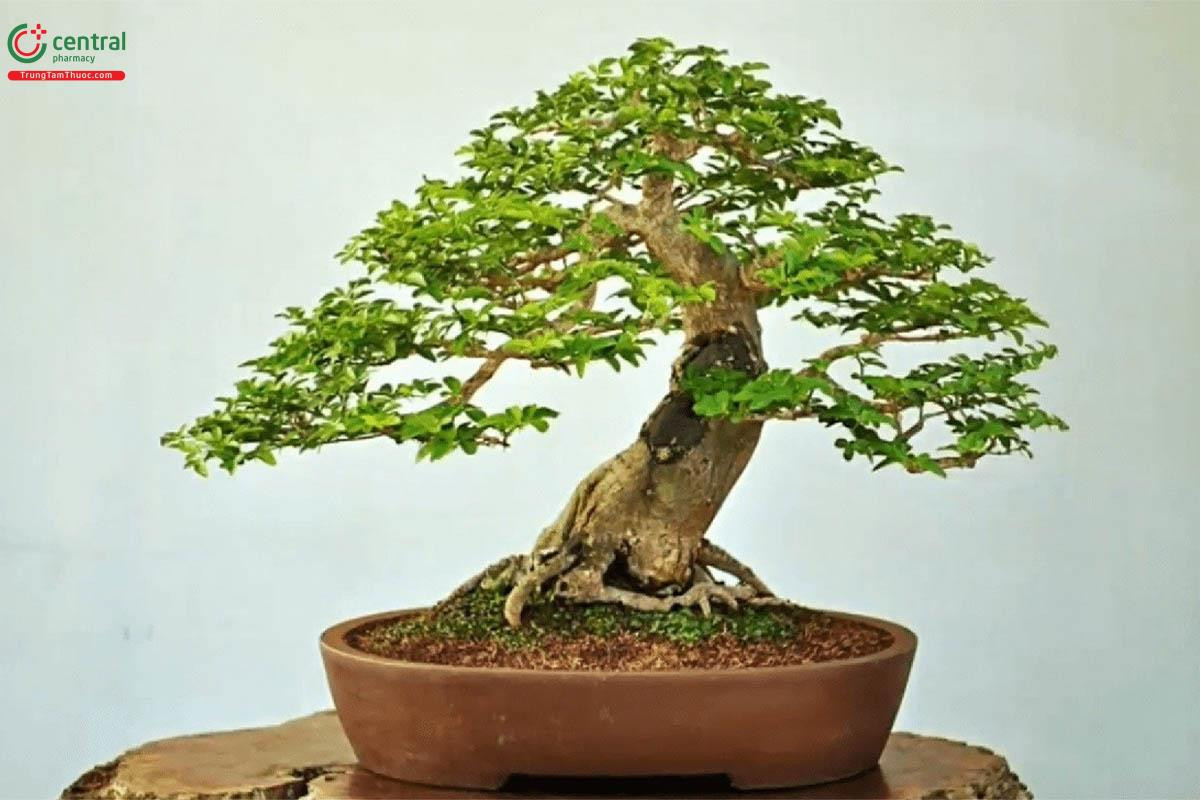 Cây Kim Quýt bonsai và ý nghĩa phong thủy