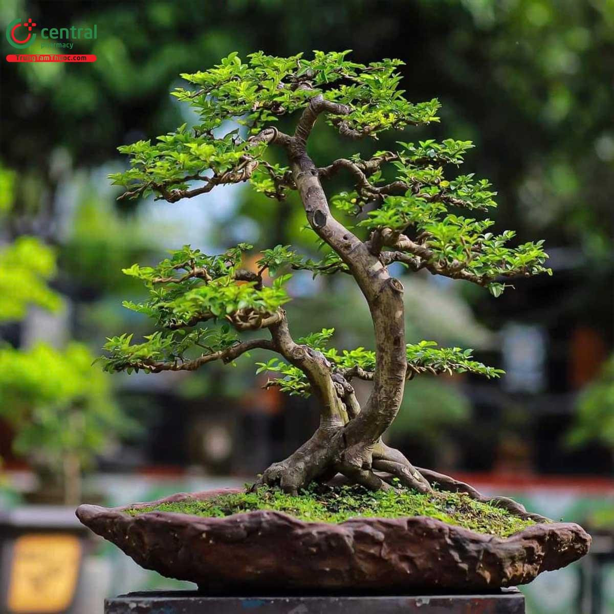 Cây Kim Quýt bonsai với tán lá và quả đẹp mắt