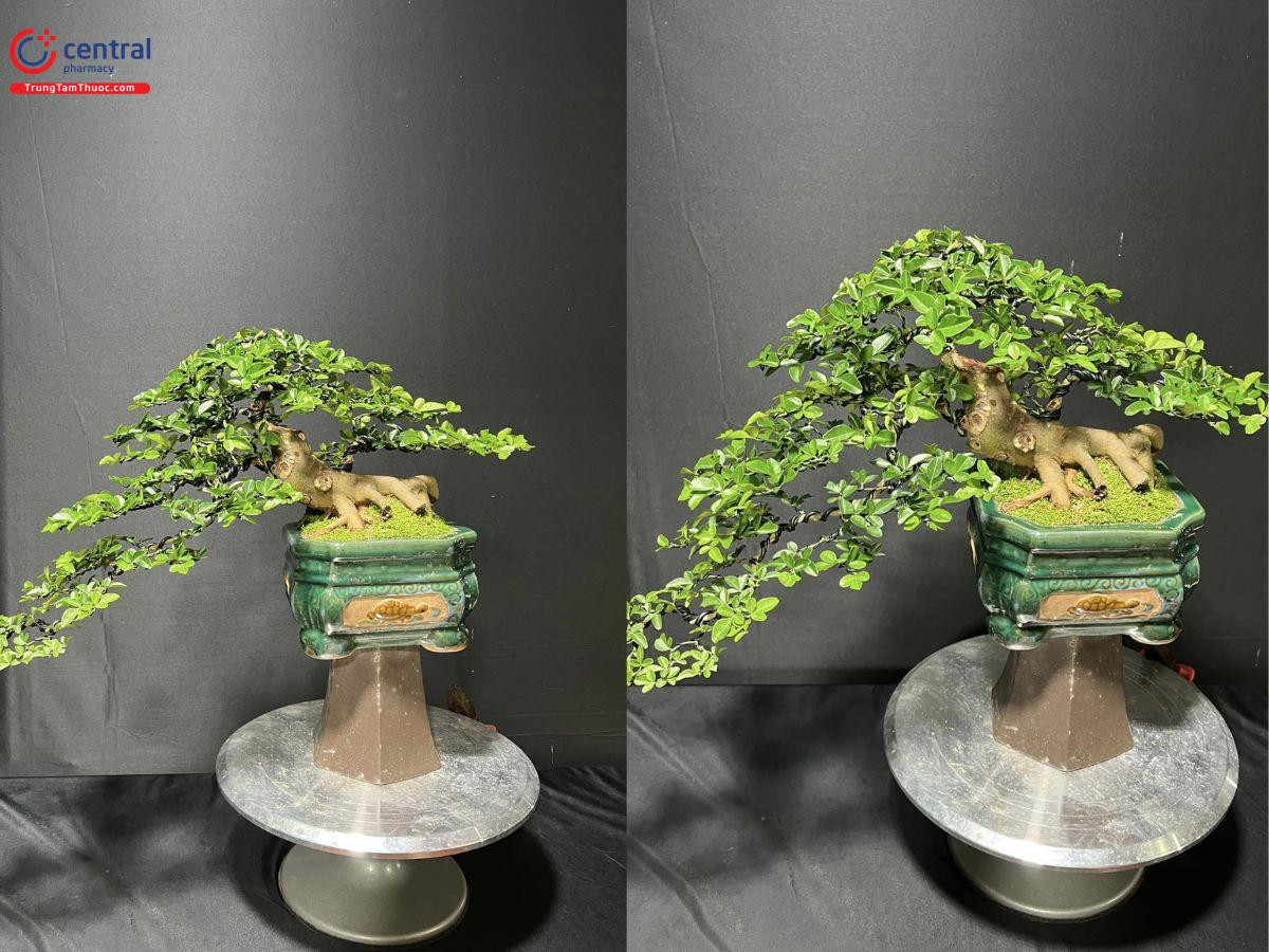 Cây Kim Quýt bonsai tán chi