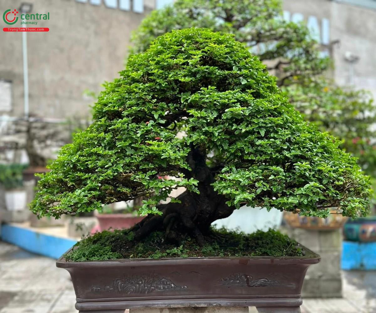 Cây Kim Quýt mang lại may mắn
