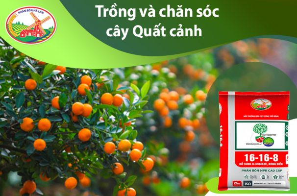Cây quất sai quả vàng rực rỡ, biểu tượng Tết cổ truyền Việt Nam