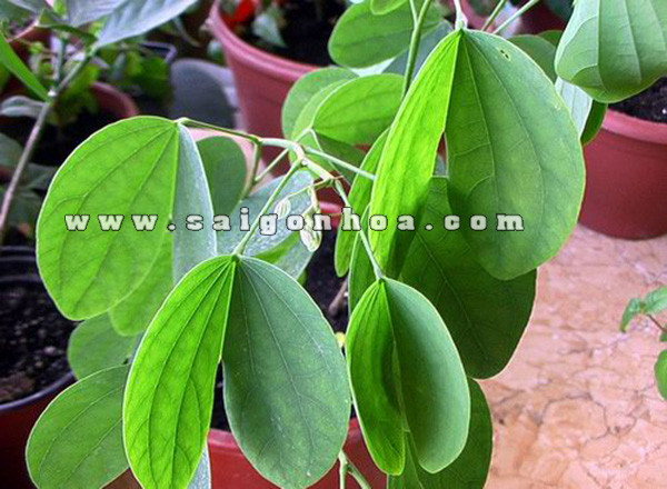 Lá cây móng bò tím xẻ thùy sâu giống móng động vật