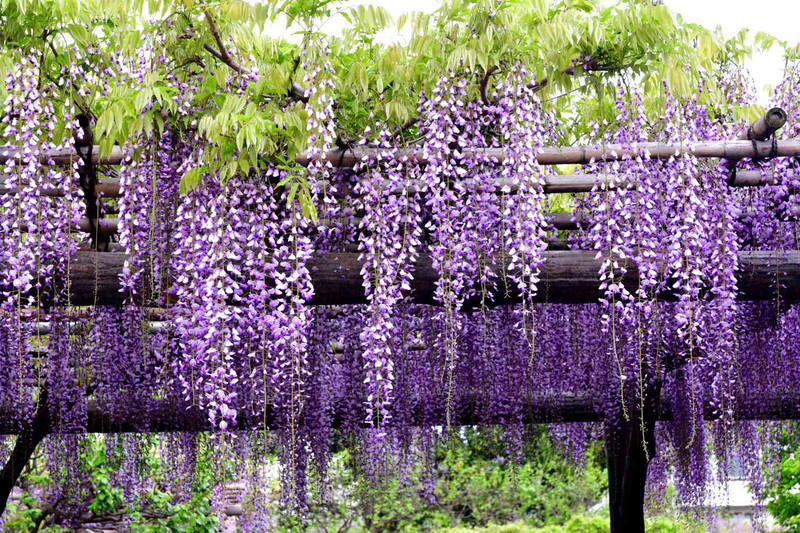 Hoa tử đằng tiếng anh là Wisteria, một loài hoa leo thân gỗ đẹp mắt.