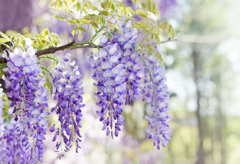 Vẻ đẹp quyến rũ của hoa tử đằng Wisteria tiềm ẩn độc tính.