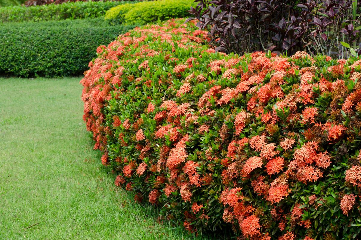 Chùm hoa mẫu đơn đỏ rực rỡ trên cây bụi