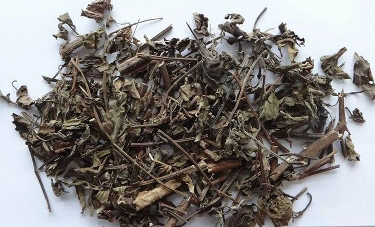 Toàn bộ cây rau mèo khô trên mặt đất dùng làm thuốc
