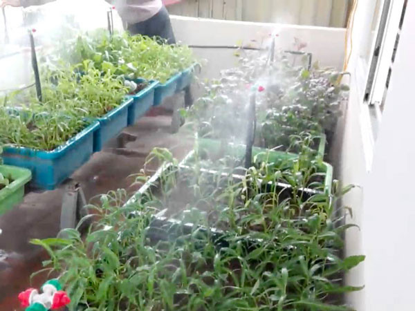 Rắc bột quế lên đất để ngăn ngừa nấm mốc gây hại cho rau