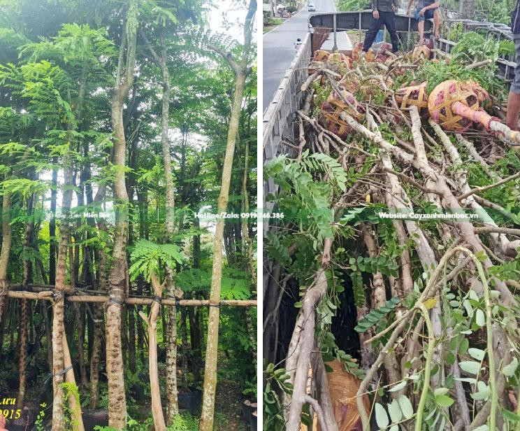mua bán cây muồng hoa đào