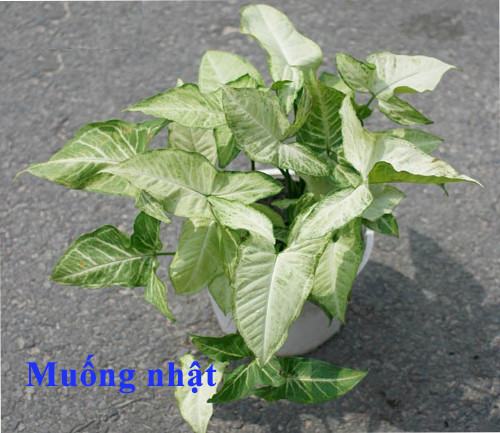 Muống nhật