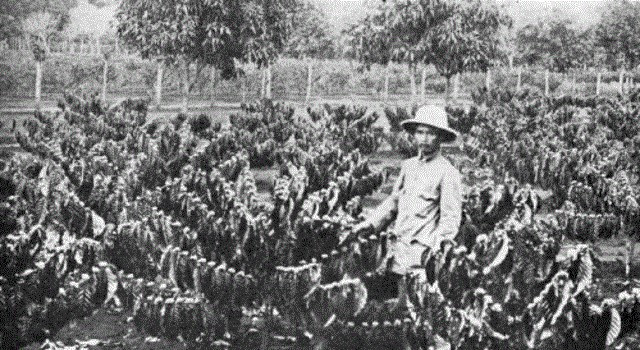Hình ảnh minh họa quá trình cây cà phê du nhập và phát triển tại Việt Nam.