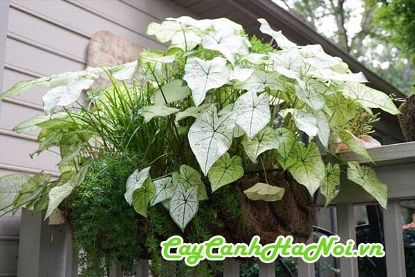Cây môn kiểng ưa bóng râm và ánh sáng nhẹ