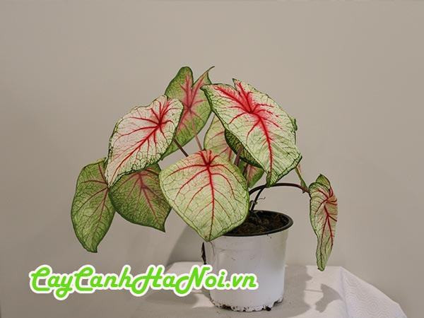Nhu cầu nước của cây môn kiểng