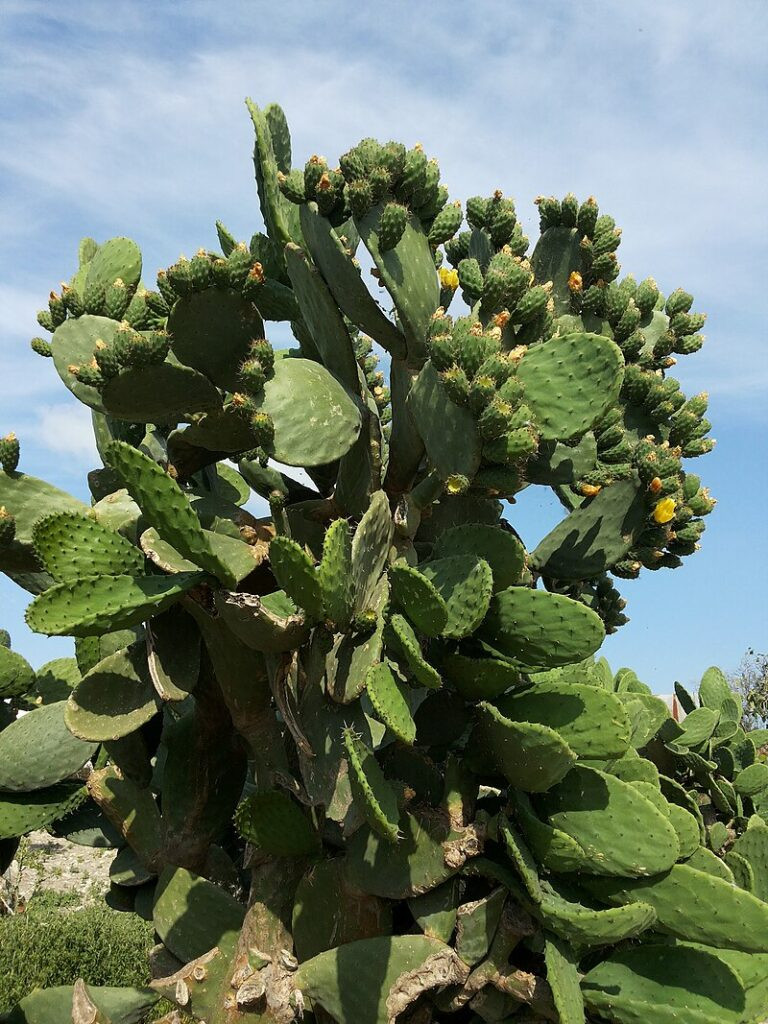 Xương rồng cảnh Tai Thỏ (Opuntia ficus-indica) với đốt dẹt