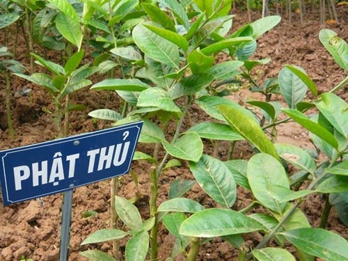 Các cây phật thủ con được trồng trên luống đất đã chuẩn bị sẵn