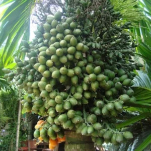 Quả cau lùn tứ quý đã chín