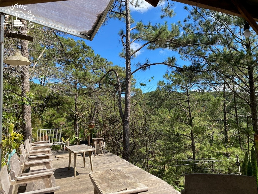 View rừng thông thoáng đãng tại Thông Ơi coffee Đà Lạt