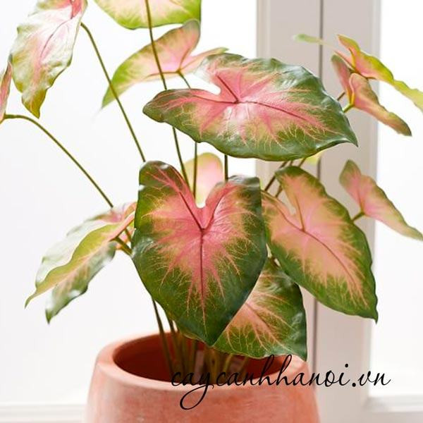 Các loại sâu bệnh thường gặp trên cây môn kiểng