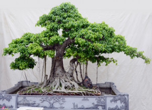 Một góc nhìn khác về hình ảnh si bonsai với các đường cong ấn tượng
