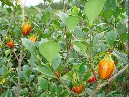 Cây dành dành là một loại dược liệu trong Y học cổ truyền