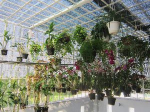 Làm khung sắt treo lan, lợp poly lấy sáng giàn lan