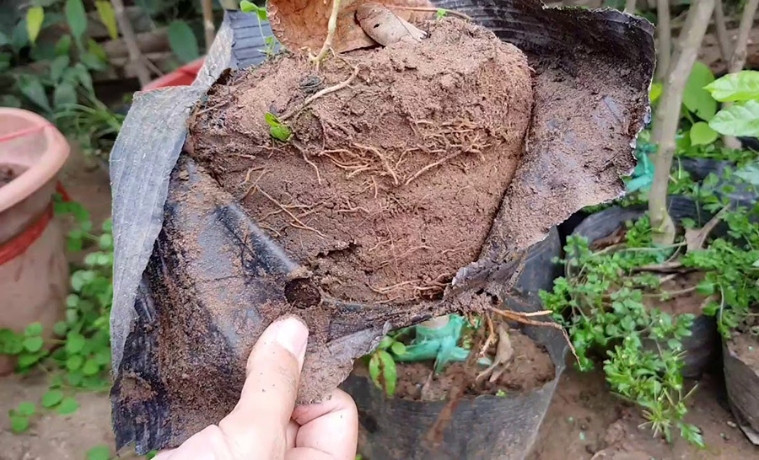 Các phương pháp trồng cây thiết mộc lan phổ biến