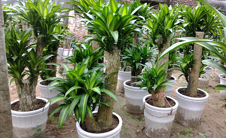 Cây thiết mộc lan được trồng làm cảnh, trang trí văn phòng hoặc cửa hàng