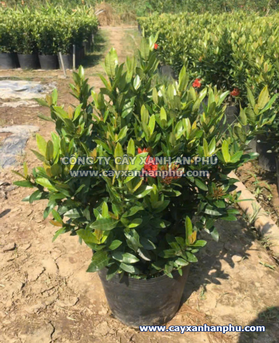 Cây bông trang thái hoa đỏ rực rỡ nở thành chùm