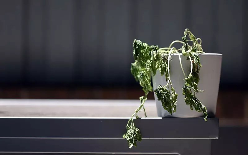 Cây bị héo úa do không chịu được nắng hướng Tây
