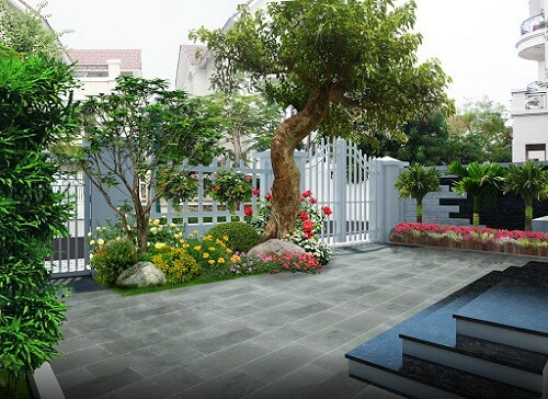 Cây Ổi trồng trước nhà vừa che nắng vừa cho trái