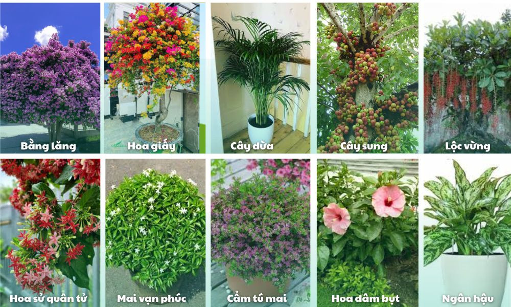 Gợi ý một số loại cây dùng để trồng cây sân vườn