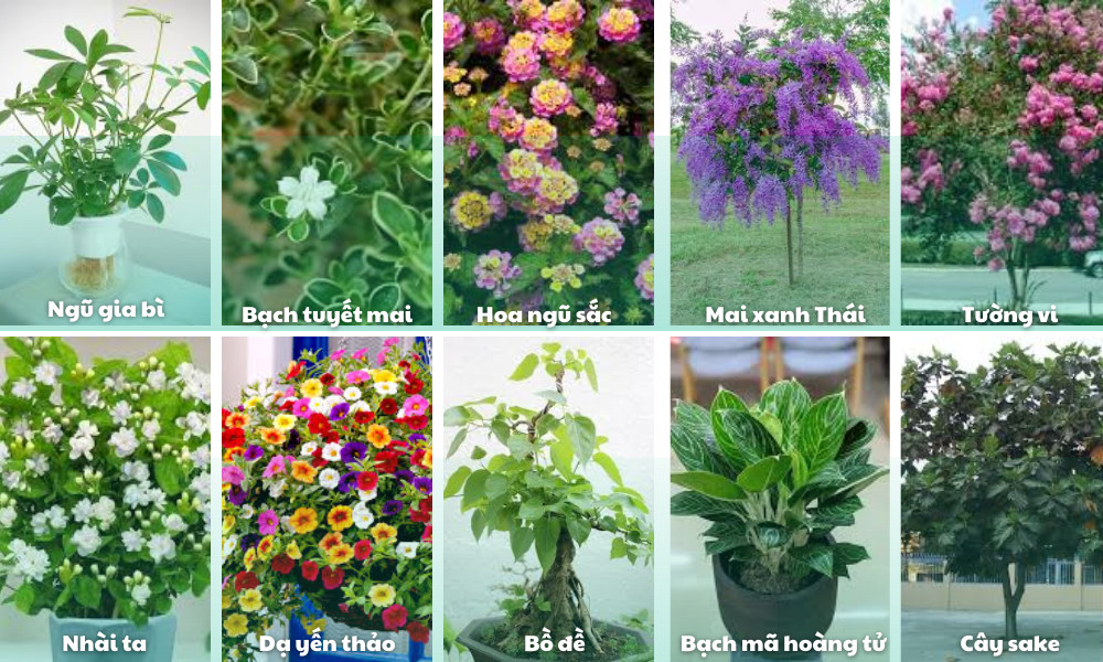 Một số gợi ý cây trồng trong sân vườn