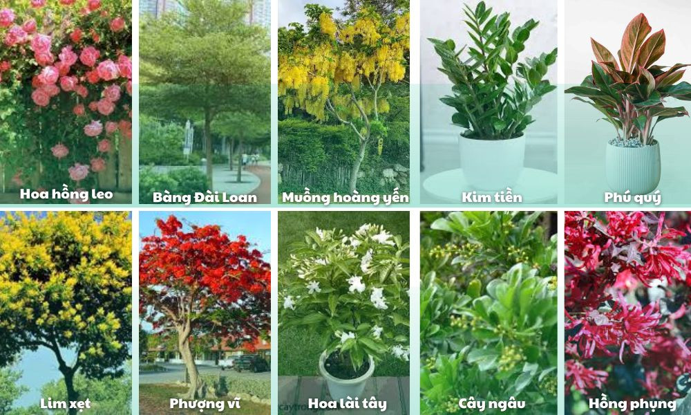 Nhưng giống cây đẹp, thích hợp trồng ở sân vườn
