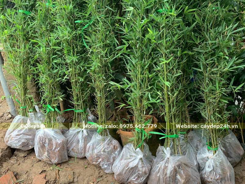hÃ ng trÄƒm cÃ¢y TrÃºc QuÃ¢n Tá»­ trÆ°á»Ÿng thÃ nh Ä‘Ã³ng sáºµn thÃ nh tá»«ng tÃºi, giÃ¡ bÃ¡n khÃ¡ ráº»