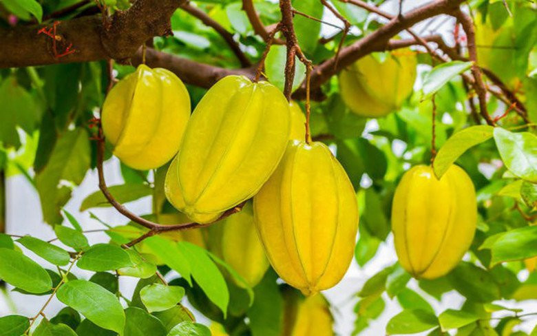 Cây khế sai trĩu quả màu vàng óng ả tượng trưng cho tài lộc, phú quý theo phong thủy