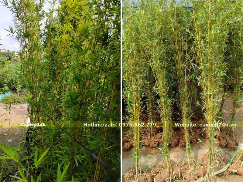 HÃ ng Ä‘Ã¡nh tháº³ng, cÃ¢y Ä‘á»‹u Ä‘Ã£ thÃ nh thá»¥c, phÃ¡t triá»ƒn tá»‘t