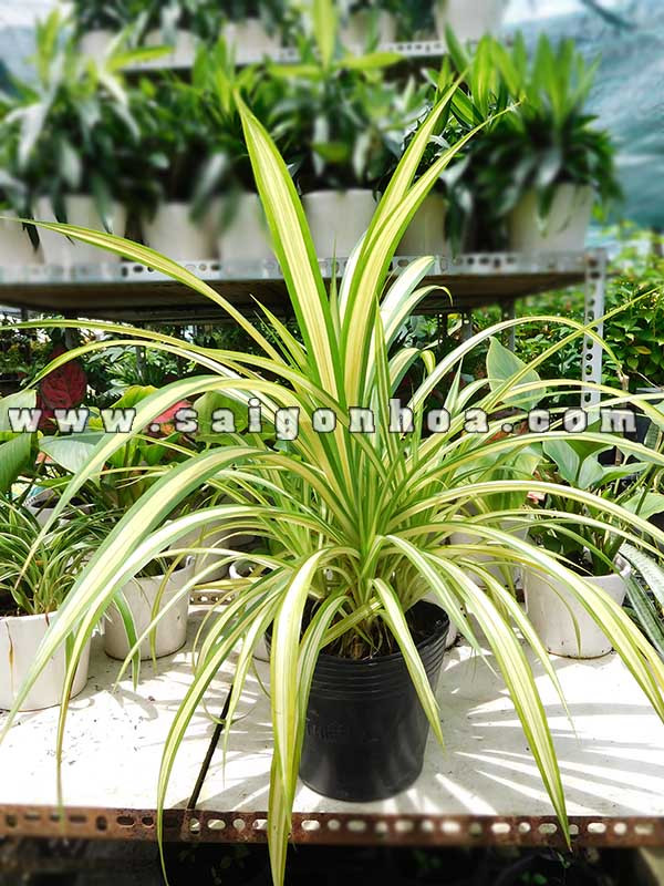 Cây Dứa Vạn Phát với lá vàng sọc xanh đặc trưng