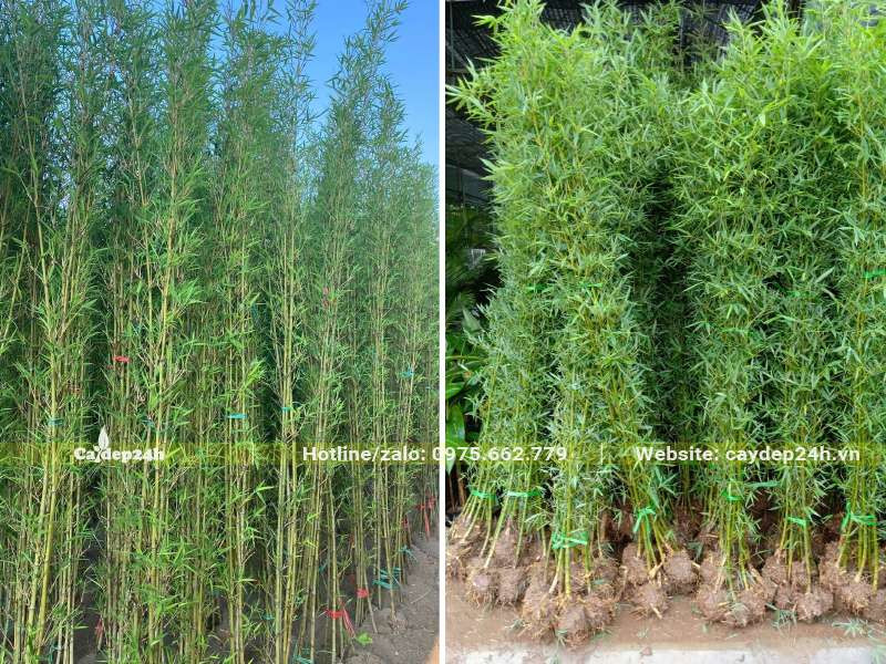 HÆ¡n chá»¥c bÃ³ TrÃºc QuÃ¢n Tá»­ Ä‘Ã¡nh tháº³ng vá»«a giao tá»›i cÃ´ng trÃ¬nh cho khÃ¡ch