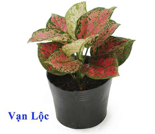 Vạn lộc