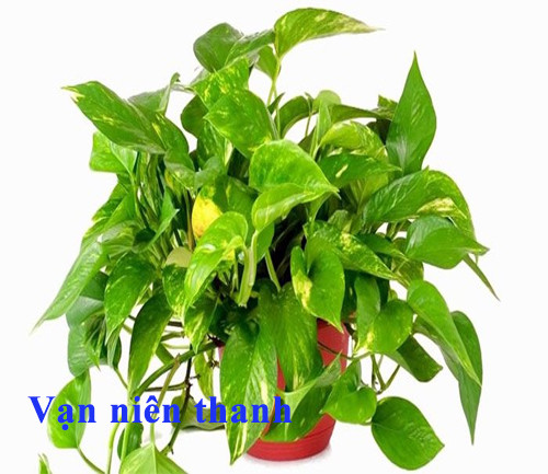 Vạn niên thanh