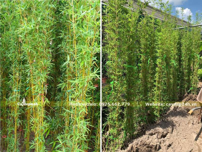 Nhá»¯ng cÃ¢y TrÃºc QuÃ¢n Tá»­ xáº¿p Ä‘á»©ng cáº¡nh nhau táº¡o nÃªn giÃ¡ trá»‹ tháº©m má»¹ tuyá»‡t vá»ŗi