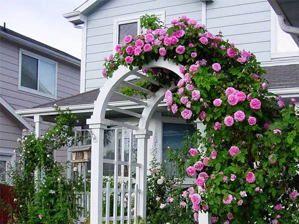 Vòm cổng lãng mạn với hoa hồng leo rực rỡ