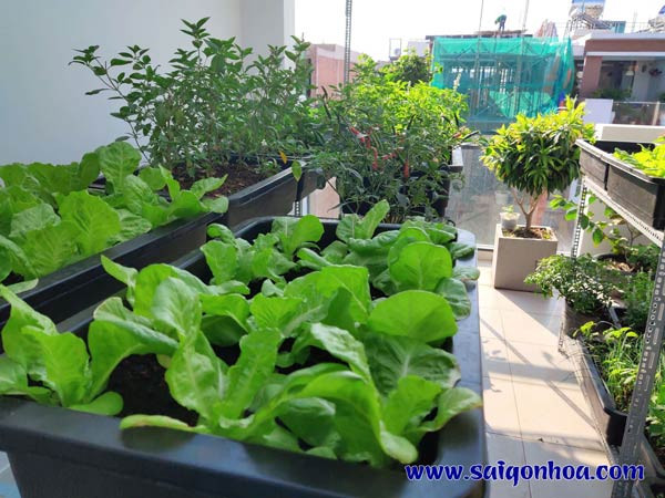 Trồng rau trên sân thượng với các thùng chứa, minh họa khả năng làm vườn tại nhà