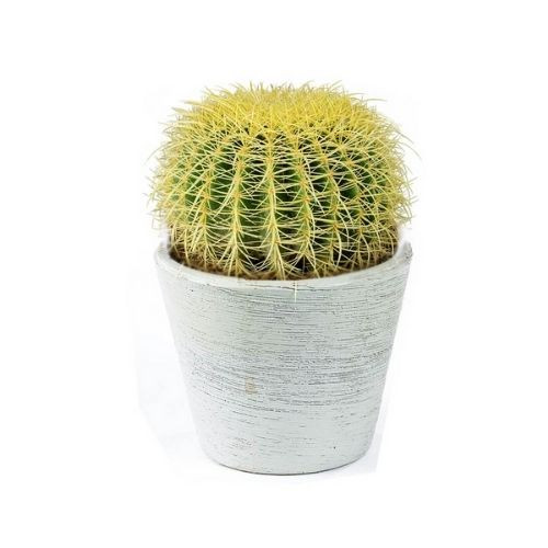 Cây xương rồng kim hổ trưởng thành trong chậu với gai vàng đặc trưng