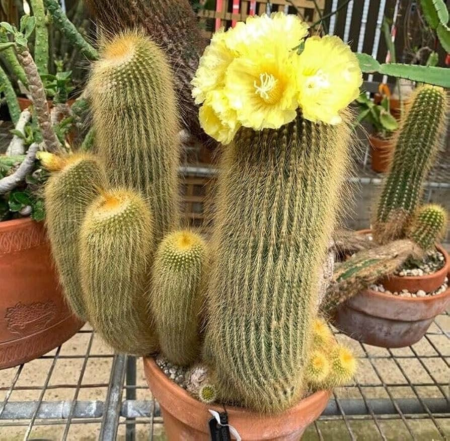 Xương rồng cảnh Len Bụi (Parodia leninghausii) với gai vàng